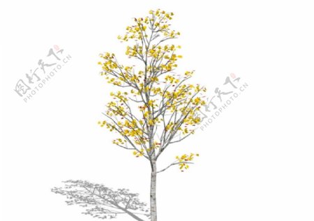 现代植物树银杏SU模型图片