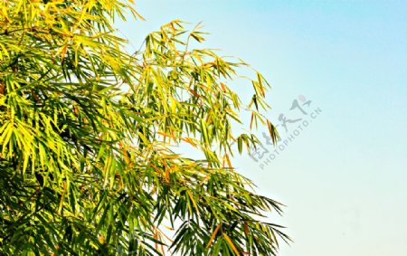 蓝天下的竹子拍摄素材图片