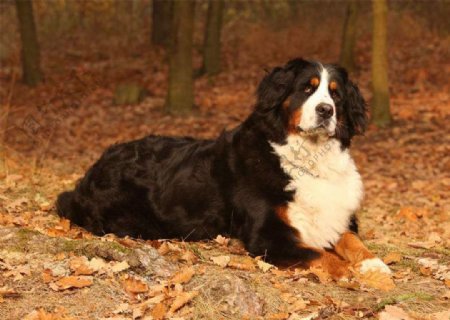 伯恩山犬图片