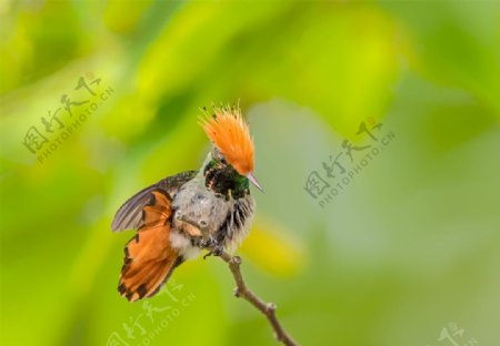棕冠蜂鸟图片