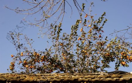 胡同里的秋柿子图片