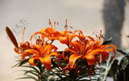 橙色百合花图片