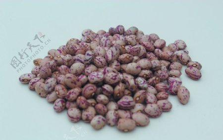 云南雀蛋豆子图片