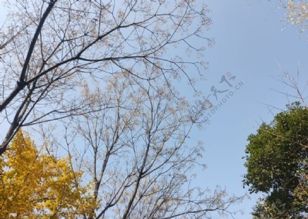 秋日树枝晴空图片