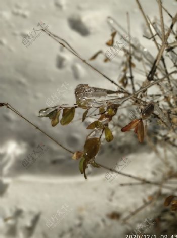 冻雨冰冻树图片