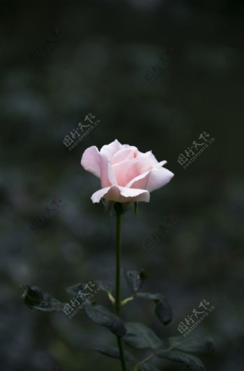 鲜花摄影素材一朵白玫瑰图片