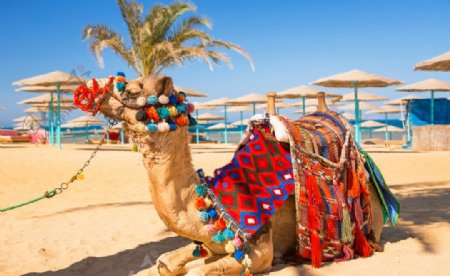 景区里的骆驼拍摄素材图片