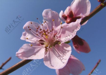 树枝上的桃花图片