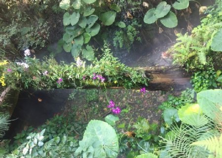 厦门植物园热带雨林区图片