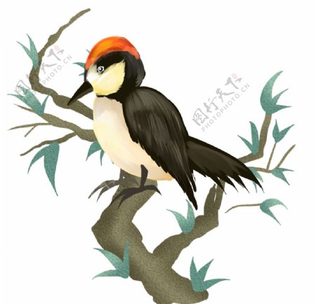 啄木鸟插画图片