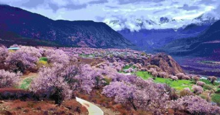 林芝桃花自然风景西藏风景图片