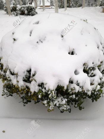 一棵雪树图片