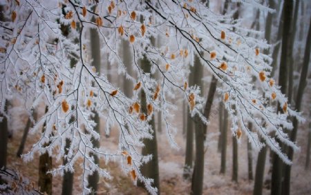 冬天树枝图片